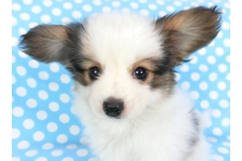 成約済の千葉県のパピヨン-101653の3枚目